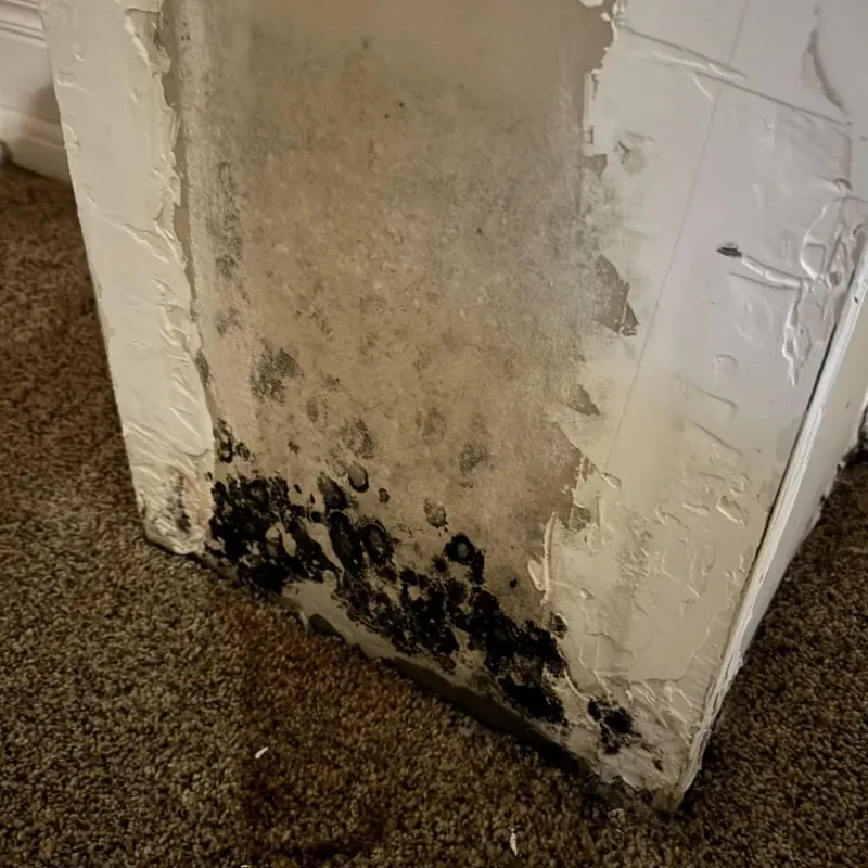 Professional Mold Removal in Rosita North, TX